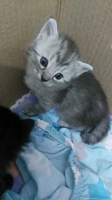Домашние котята.