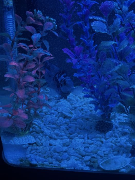 Продам Аквариум