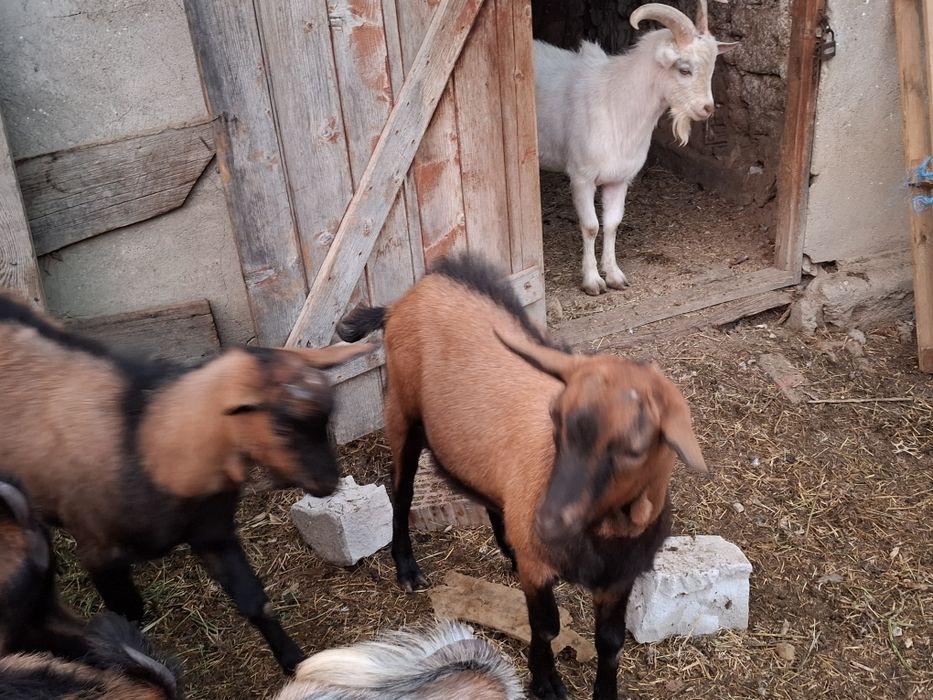 Tapi saannen si alpina francez