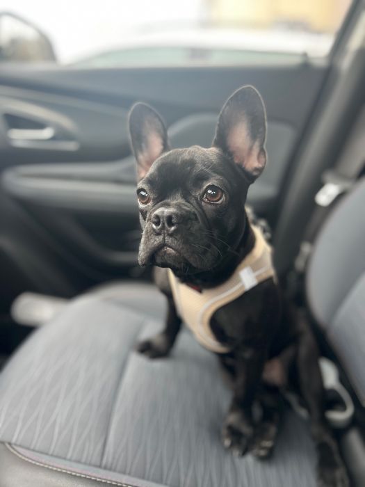 Френски булдог - 8 месеца. женско