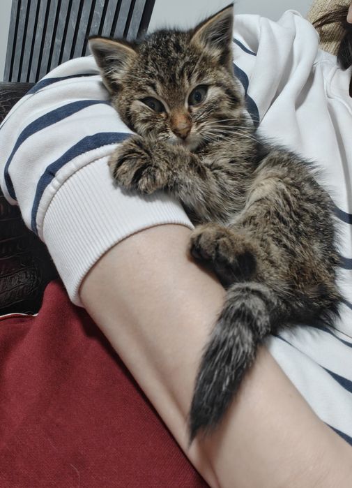 Только в добрые руки