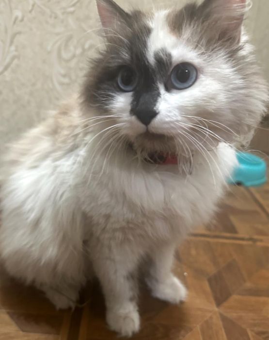 Кошка, котята ищут дом
