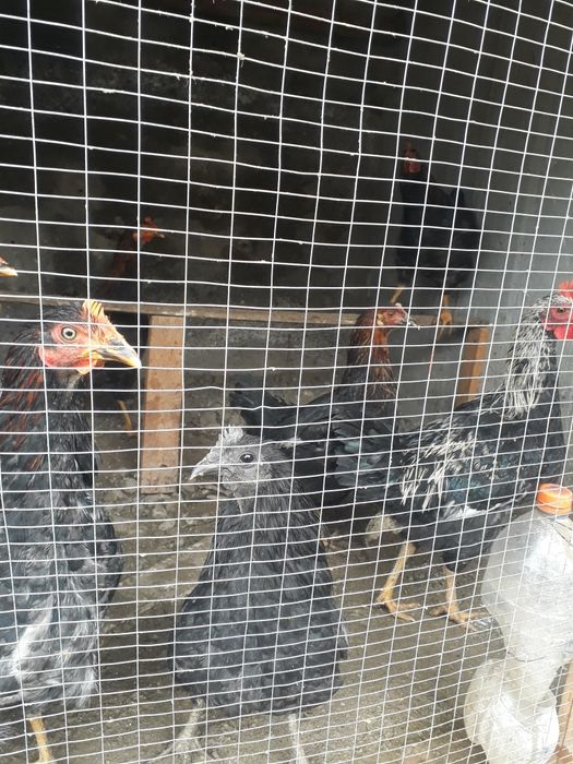 xorozlar sotiladi 50000 min qichqirgan 6 ta