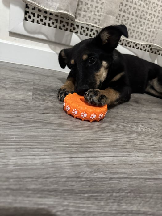 Малышка  ищет тёплый дом