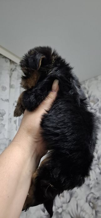 Щенки йоркширского терьера