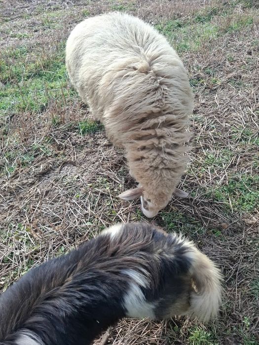 Ялова овца на 2 години