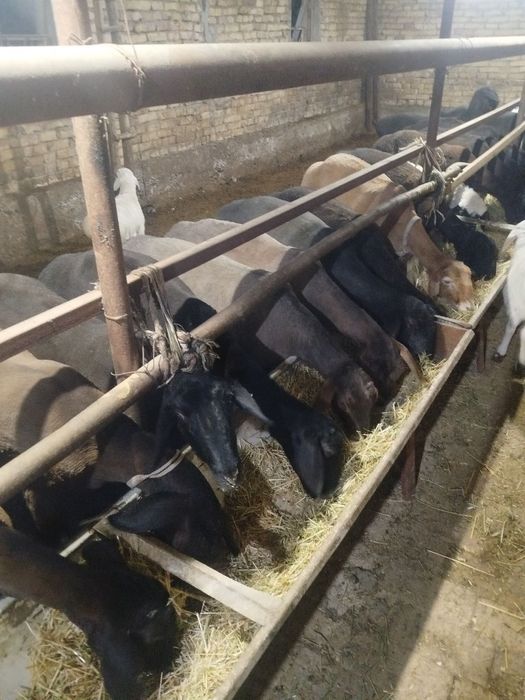 Она бола куйлар СОТИЛАДИ