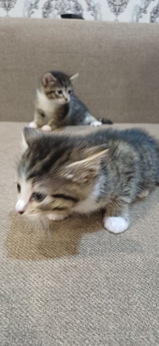 Отдам котят в добрые руки