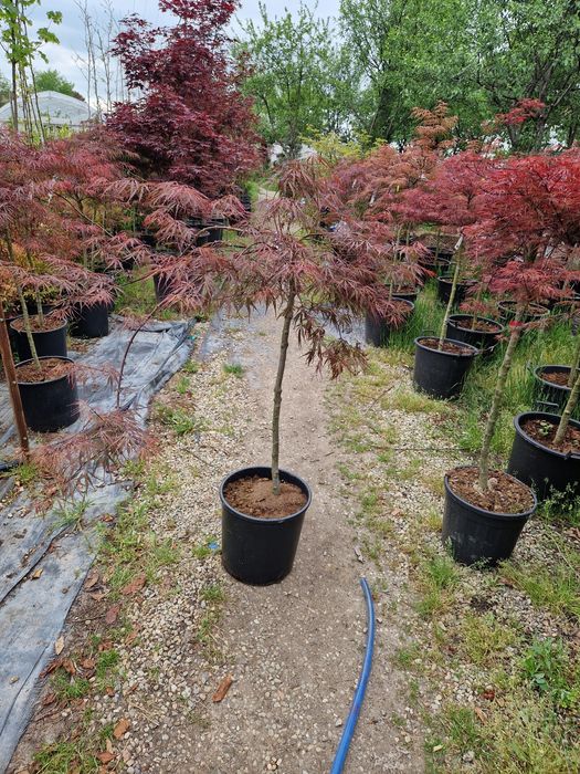 Artari japonezi  în stoc!