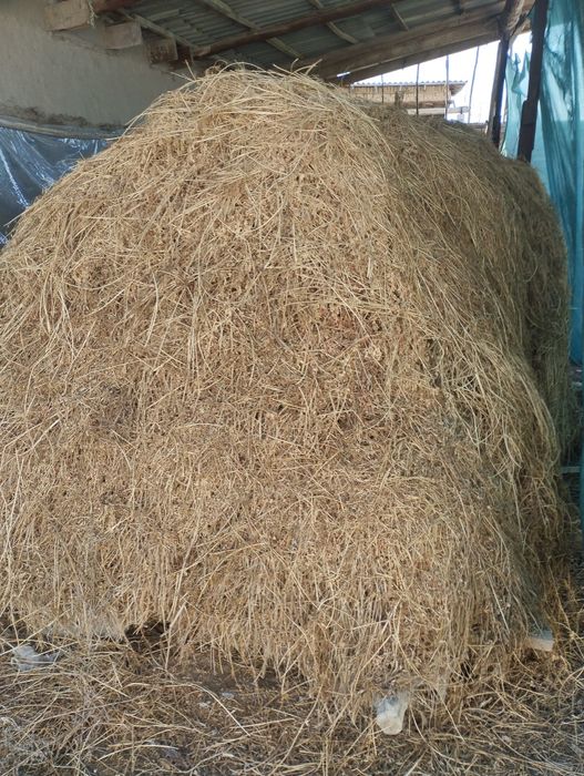 Beda bosilgan quruq yaxsi