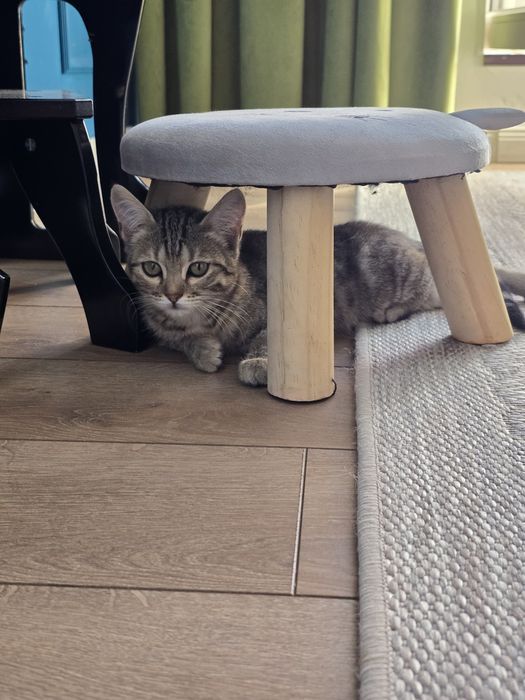 Отдадим котят, бесплатно