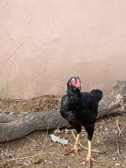 Макен сотилади зотка