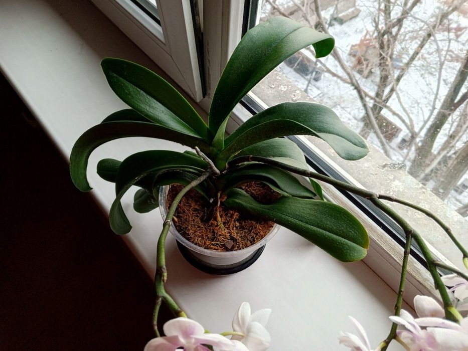 Цветущая домашняя орхидея биглип