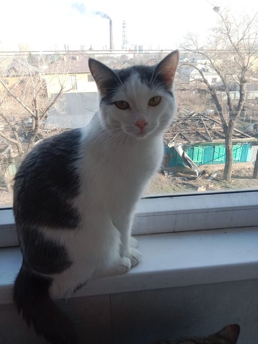 Котик 7месяцев Ищет Дом