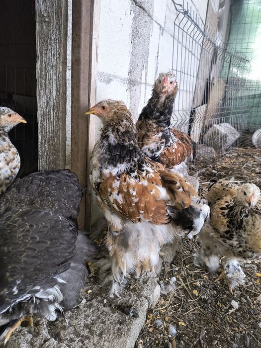 Brahma porțelan și gold laced