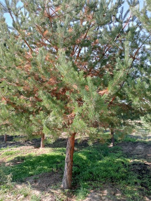 Сосны формированные