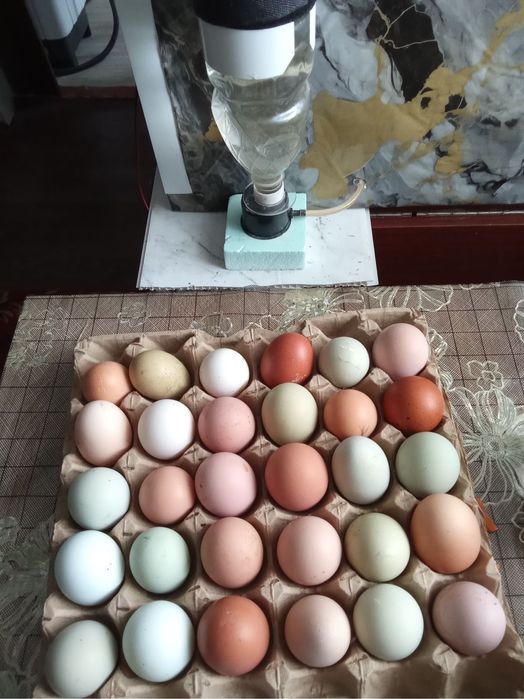 Инкубационные яйца домашних кур