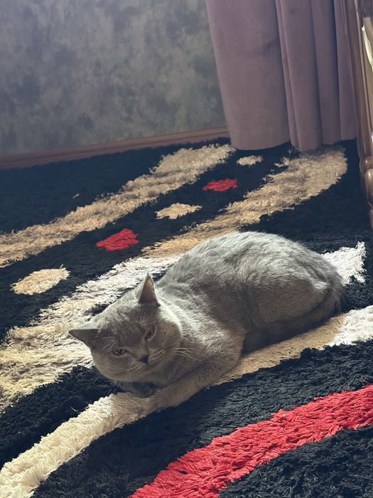 Продам британского кота мальчик