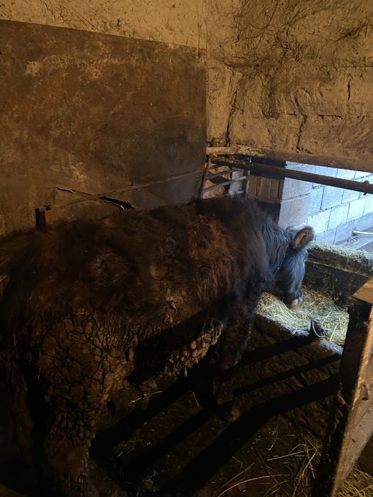 Продам быков 11мес