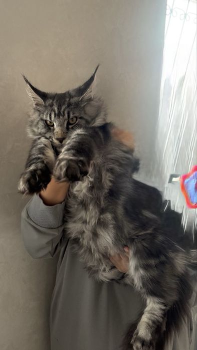 Игривый мейн кун