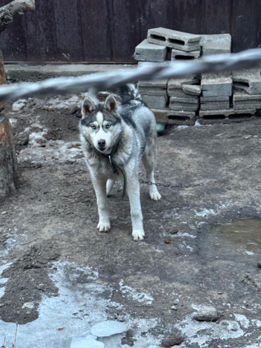 Продам собаку Хаски