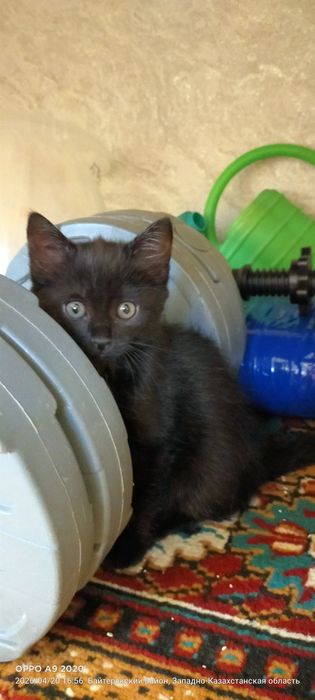 Отдам в дар котёнка