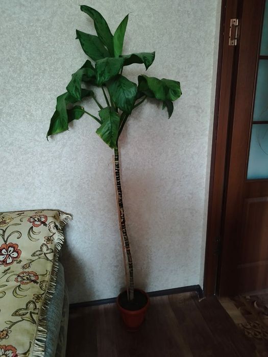 Цветы  комнатные