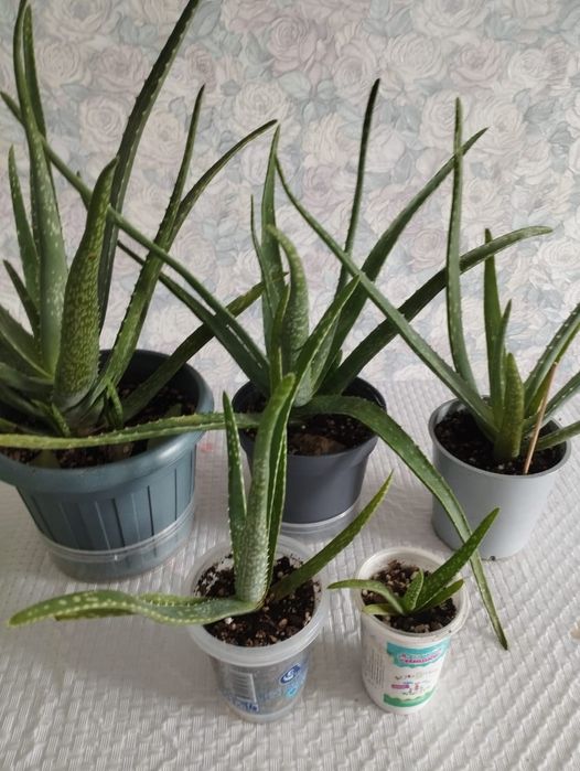 Продам алоэ Вера лечебный