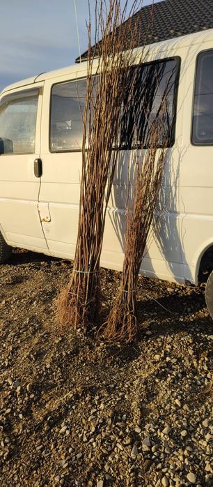 Puieti salcâm frasin fag carpen ulm plop mesteacăn brad molid Tei arin