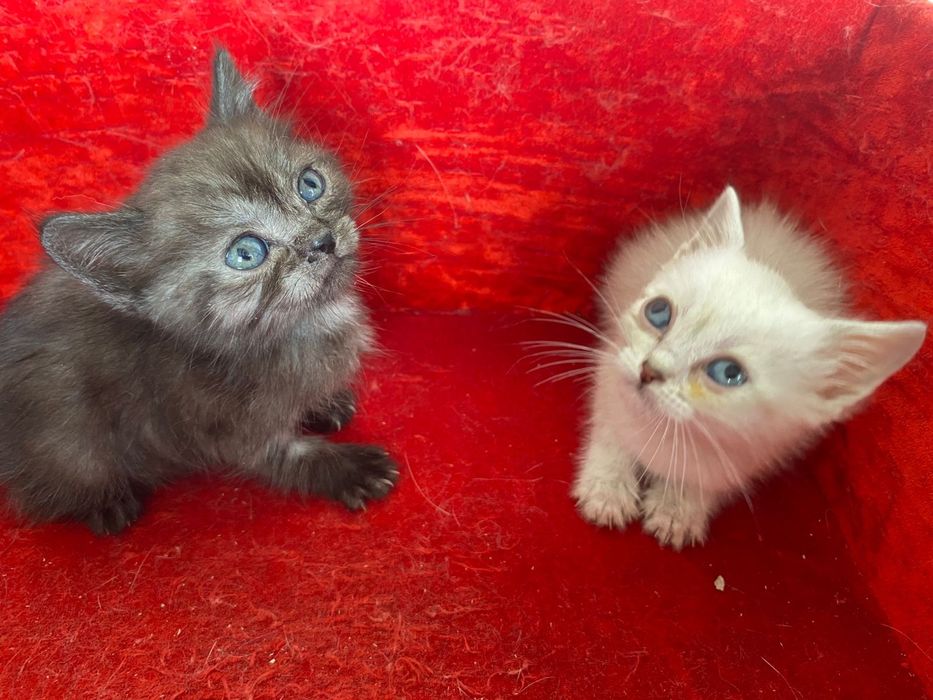 Скотиш страйт шотландские Мальчики породистые Торга нет