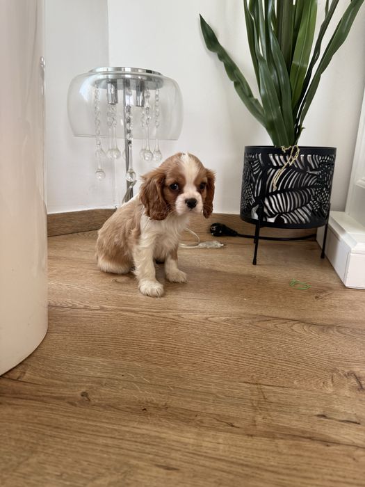 Cavalier King Charles de vanzare cu teste la zi si vaccin