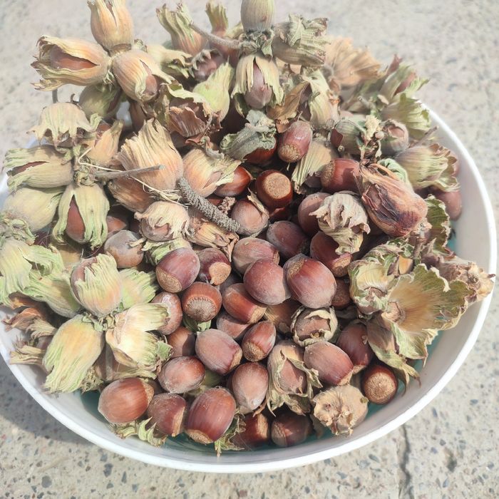 Саженцы лимона 3-ех летние сорт меер , саженцы  фундука  и Ель голубой