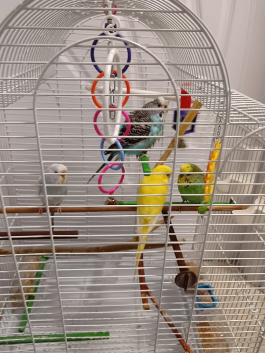 Вълнисти папагали