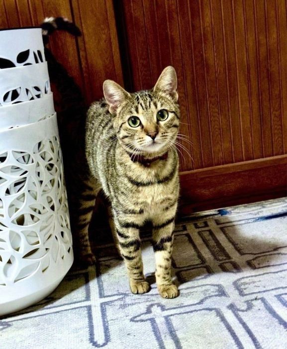 Бенгал мушуги ва бенгал мушукчалар сотилади