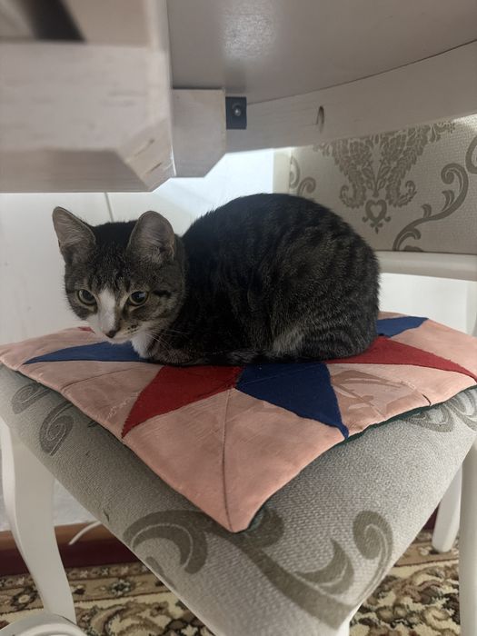 Отдам даром кота