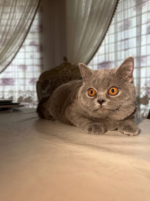 Чистокровные британские котята, девочки