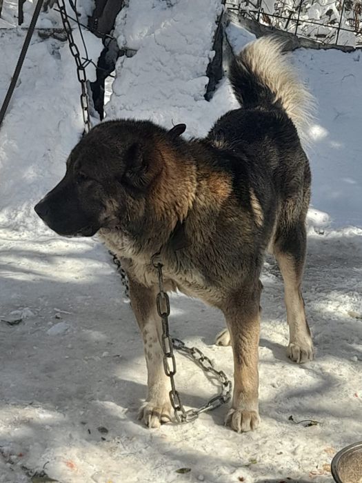 Тобет старотипная девочка