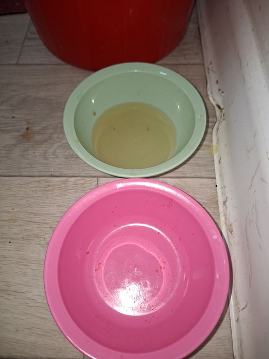 Отдам даром 6месяц котик девочка