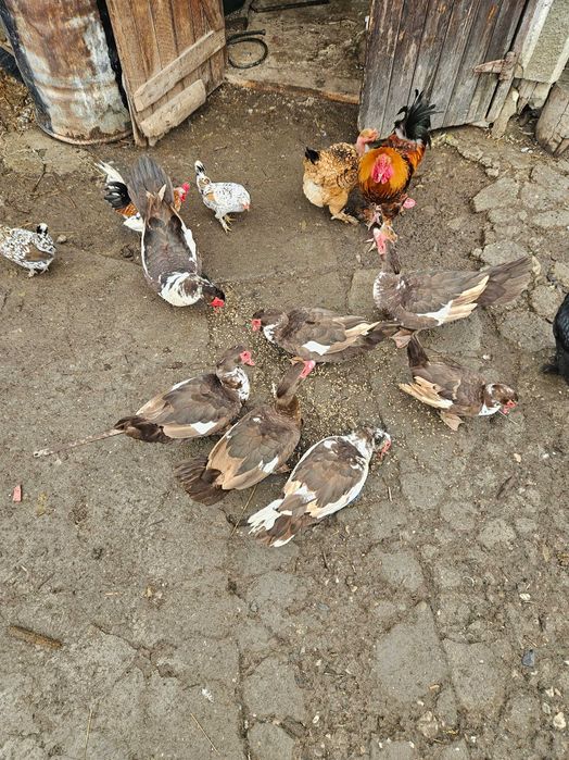 Rate mute ciocolatii