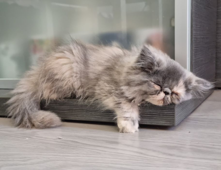 Персийски котета родени на 23.05.26г.