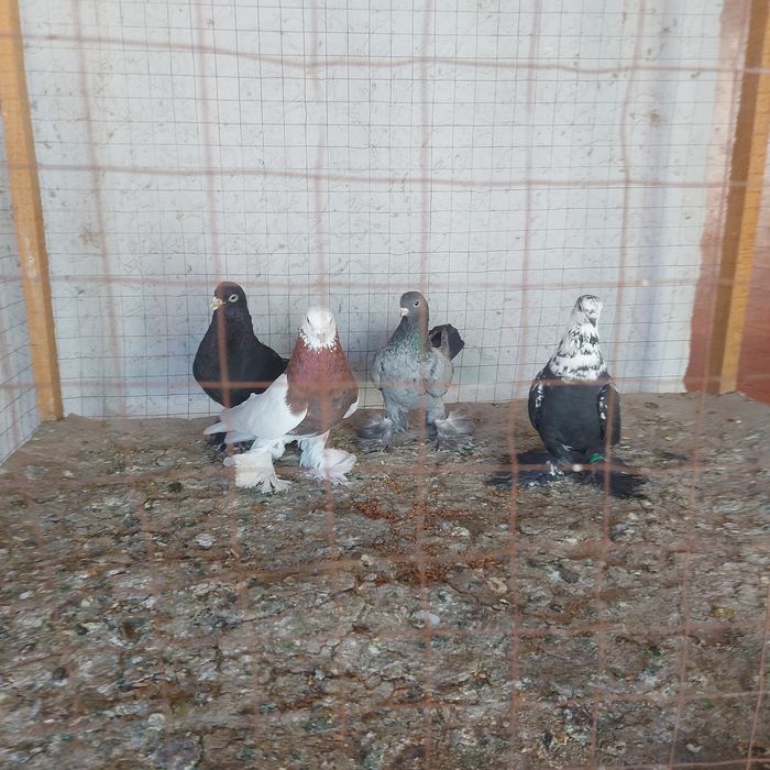 Капкан Челкар Жук  Соч