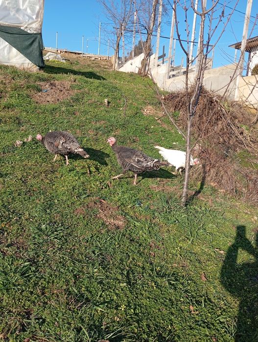 Млади пуйки пред пронасяне