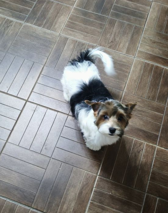 Щенок бивер йорка с документами