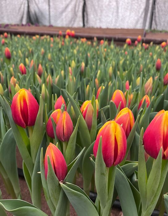 Тюльпаны оптом и в  розницу.оптом тюльпаны по низкои цене