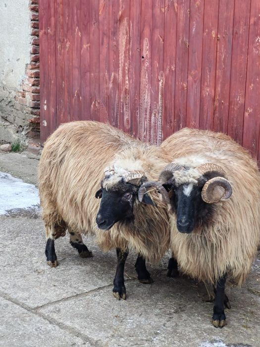 Vând berbecii  bucălăi