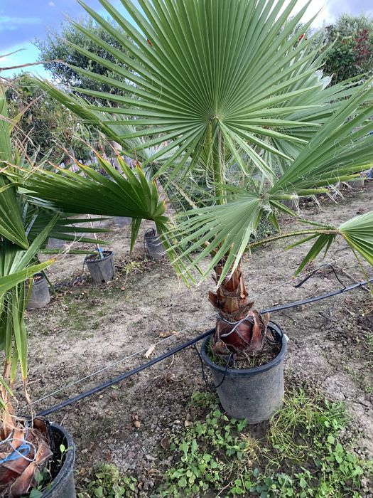 Palmier Washingtonia Robusta