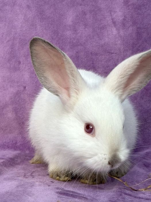 Quyon 40 000 mindan boshlanadi