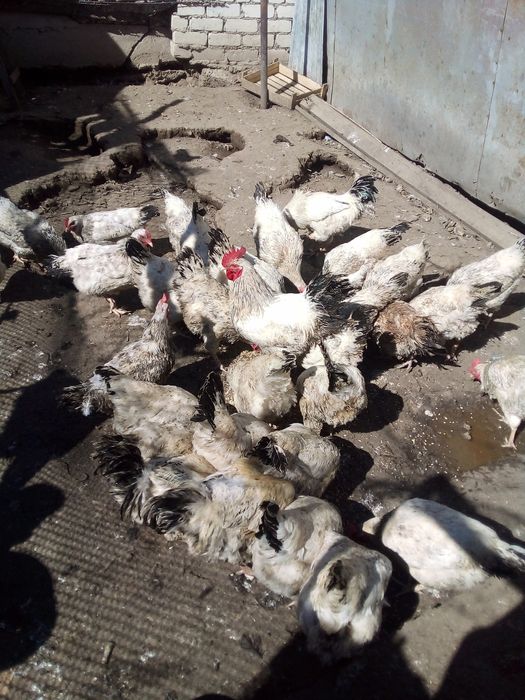 Продам инкубационное яйцо