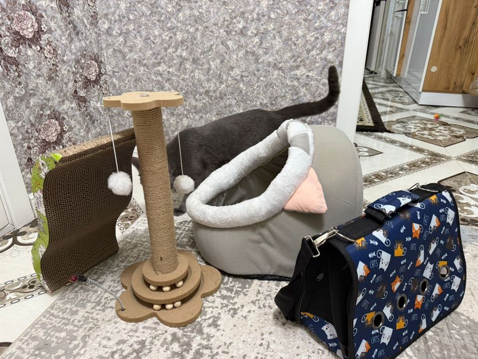 Зоотовары для котят