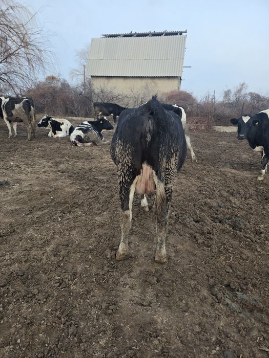 Буаз сиир корова